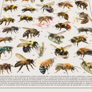 May include: A detailed illustration of various bee species, including bumblebees, carpenter bees, and honeybees. Each bee is labeled with its common name, such as "Blue Carpenter Bee" and "Early Bumblebee". The image is a reference guide for entomology enthusiasts.