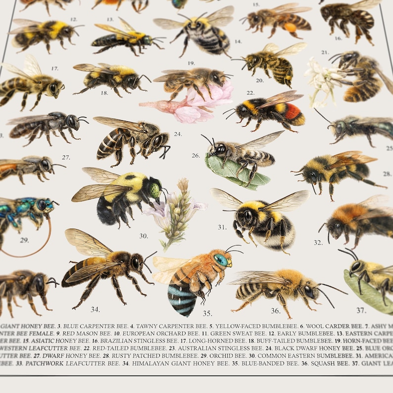 May include: A detailed illustration of various bee species, including bumblebees, carpenter bees, and honeybees. Each bee is labeled with its common name, such as "Blue Carpenter Bee" and "Early Bumblebee". The image is a reference guide for entomology enthusiasts.