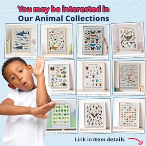 May include: A collection of framed educational posters with animal themes. The posters depict sharks, insects, butterflies, birds, snakes, spiders, aquatic creatures, leaves, birds of prey, and seashells. The image includes the text "You may be interested in Our Animal Collections."