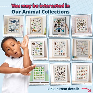 May include: A collection of framed educational posters with animal themes. The posters depict sharks, insects, butterflies, birds, snakes, spiders, aquatic creatures, leaves, birds of prey, and seashells. The image includes the text "You may be interested in Our Animal Collections."