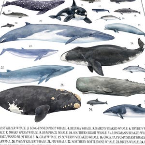 Quadro de parede com baleias – Pôster náutico com tema oceano imagem 2