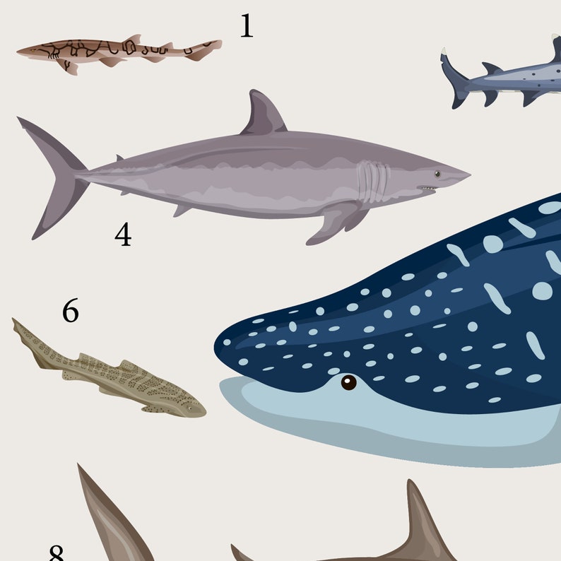 A close up photo of the shark poster, emphasizing the image details.
