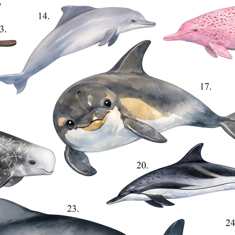 May include: Watercolor illustrations of various dolphin species. The image features several dolphins in shades of gray, pink, and blue, with detailed depictions of their bodies and fins. The dolphins are set against a white background, creating a clean and artistic presentation.
