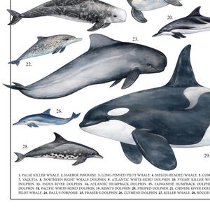 May include: Watercolor illustration of various dolphin and whale species, including a killer whale, harbor porpoise, and striped dolphin. The image includes the names of each species, such as the False Killer Whale and the Vaquita.
