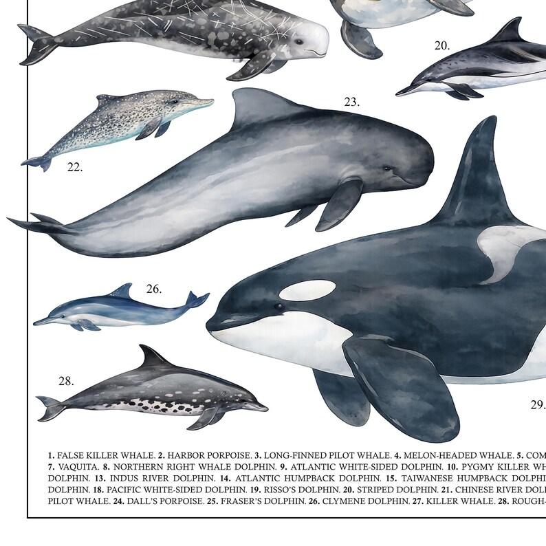 May include: Watercolor illustration of various dolphin and whale species, including a killer whale, harbor porpoise, and striped dolphin. The image includes the names of each species, such as the False Killer Whale and the Vaquita.