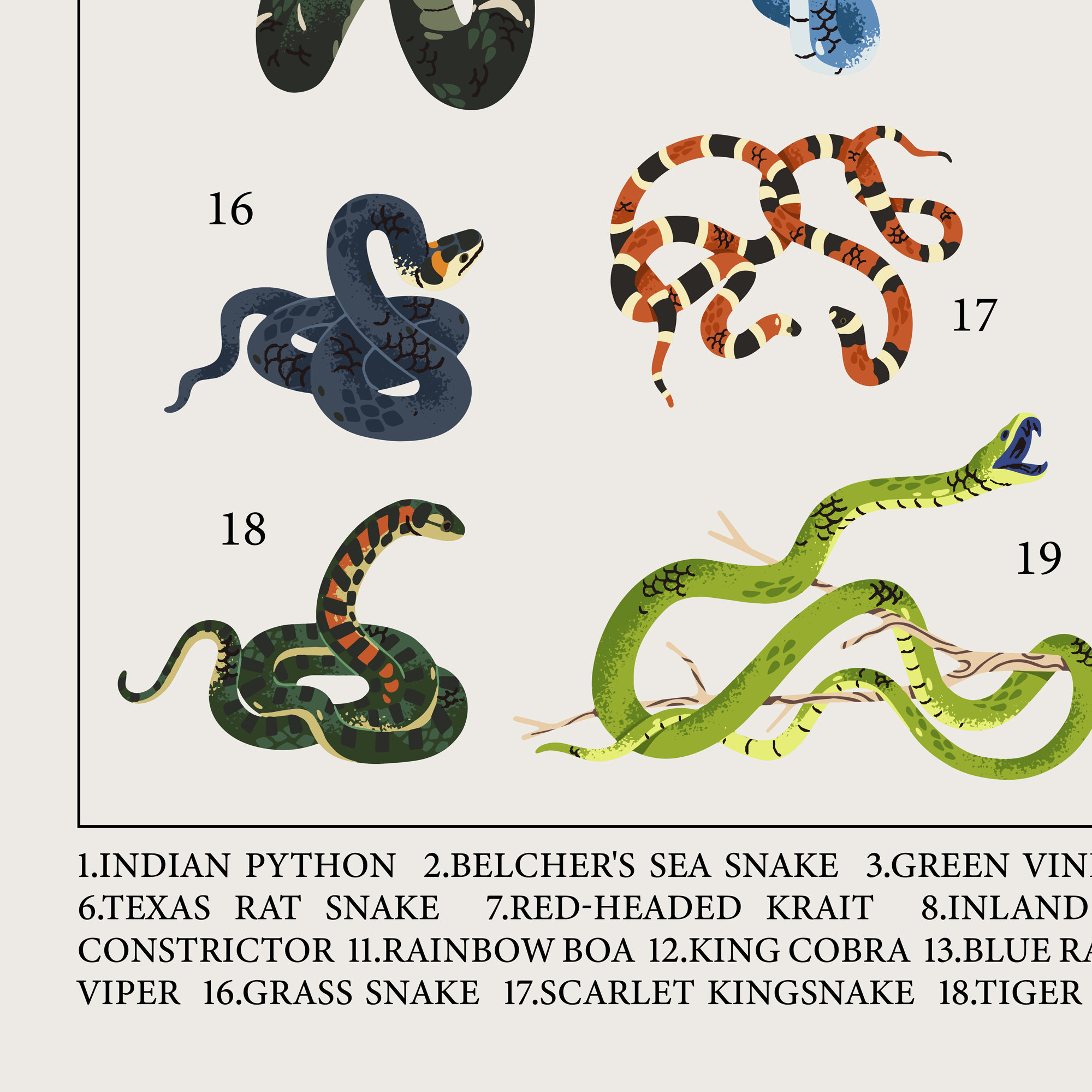 Reptile Chart Art: Illustrations of Snakes With Species Names - Etsy