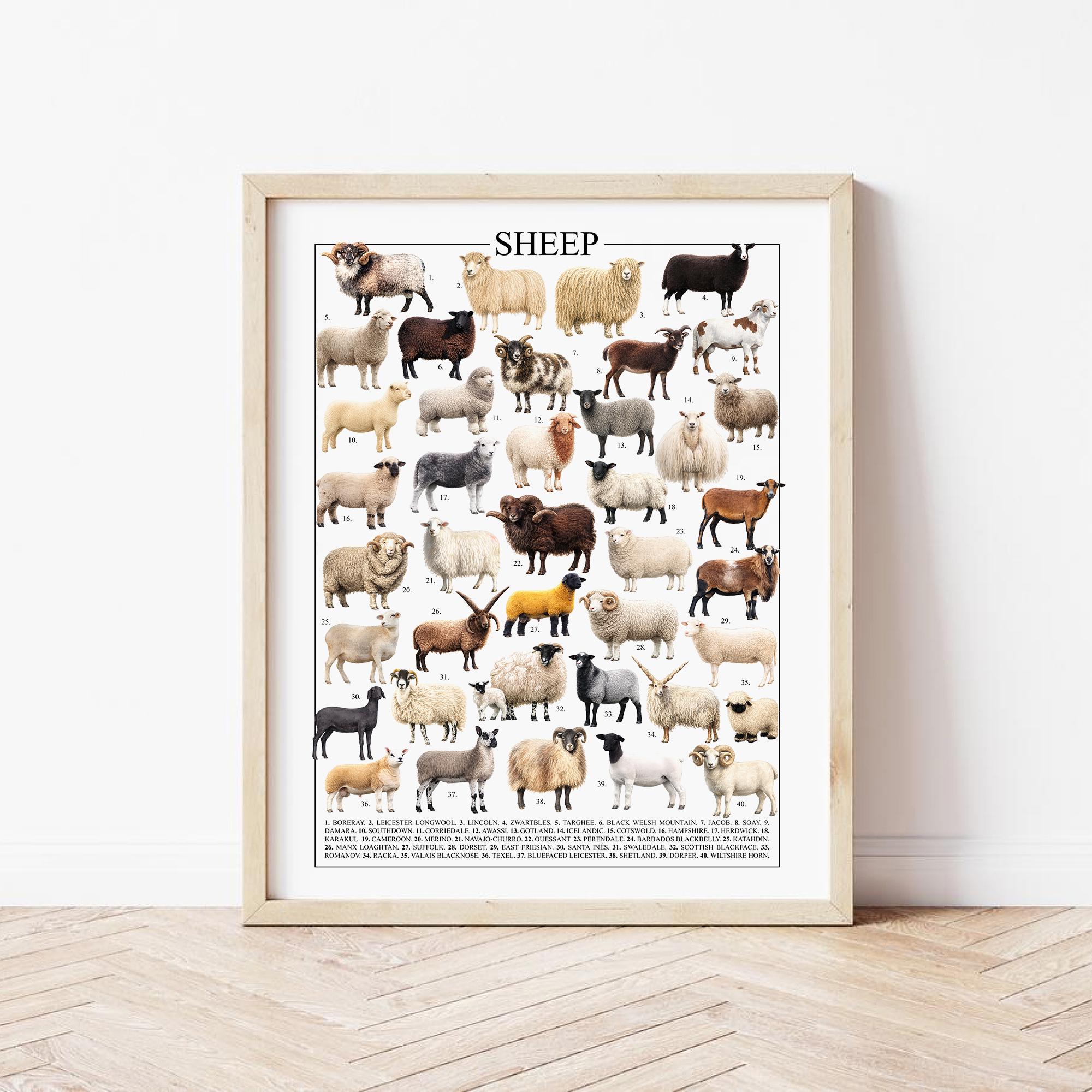 40 Sheep Poster Breeds: Farmhouse Wall Art - Knowledge Poster (digital ...