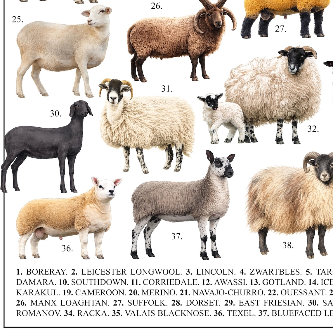 40 Sheep Poster Breeds: Farmhouse Wall Art - Knowledge Poster (digital ...