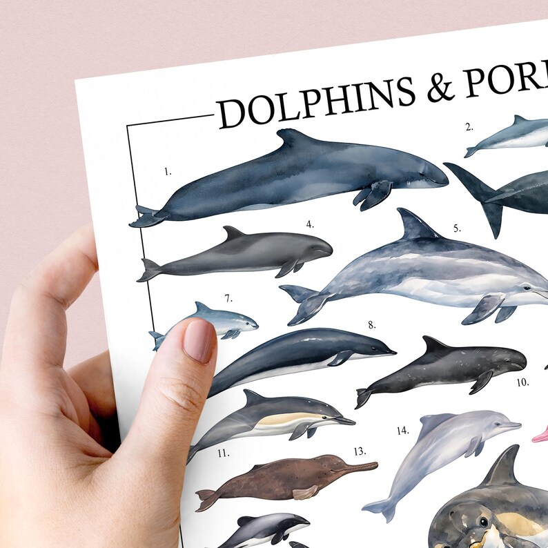 May include: A print featuring various dolphin species, each numbered and labeled. The illustrations showcase dolphins in shades of gray, blue, and brown, with the title "DOLPHINS & POR" at the top. The print is held by a hand.