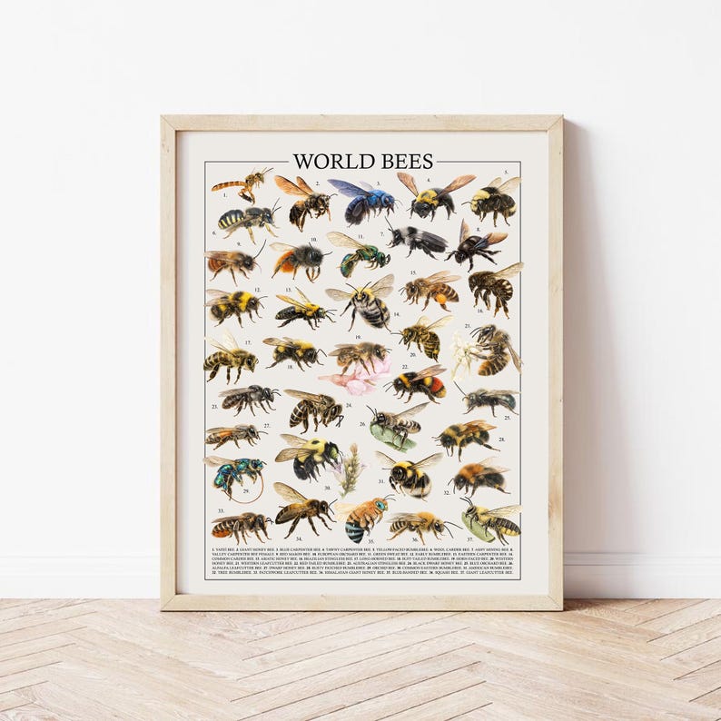 May include: A framed print titled "WORLD BEES" displays detailed illustrations of various bee species. The artwork showcases a variety of bees in different colours and sizes, each labelled with a number. The print is set against a neutral background.