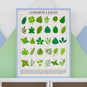 Blätter Poster, Botanisches Poster, Pflanzenblatt Poster. Entdecke die Wunder der Blätter mit Lerndruck