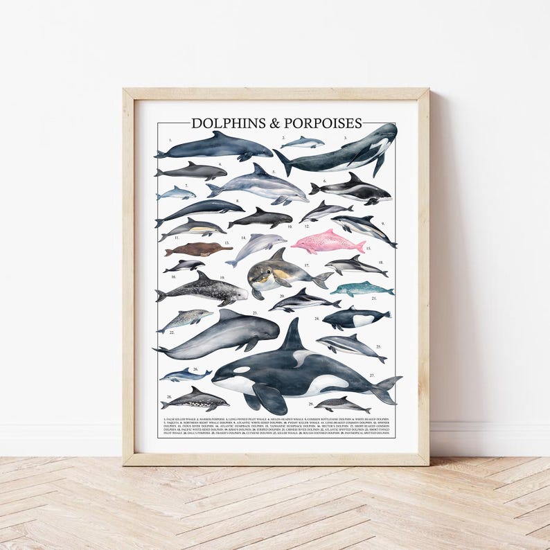May include: A framed print titled "Dolphins & Porpoises" featuring various illustrations of dolphins and porpoises in shades of gray, black, and pink. The print includes a detailed key at the bottom, and is set against a white background.