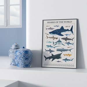 A shark poster depicting 20 species of most common sharks of the world. The poster is leaning against a wall.