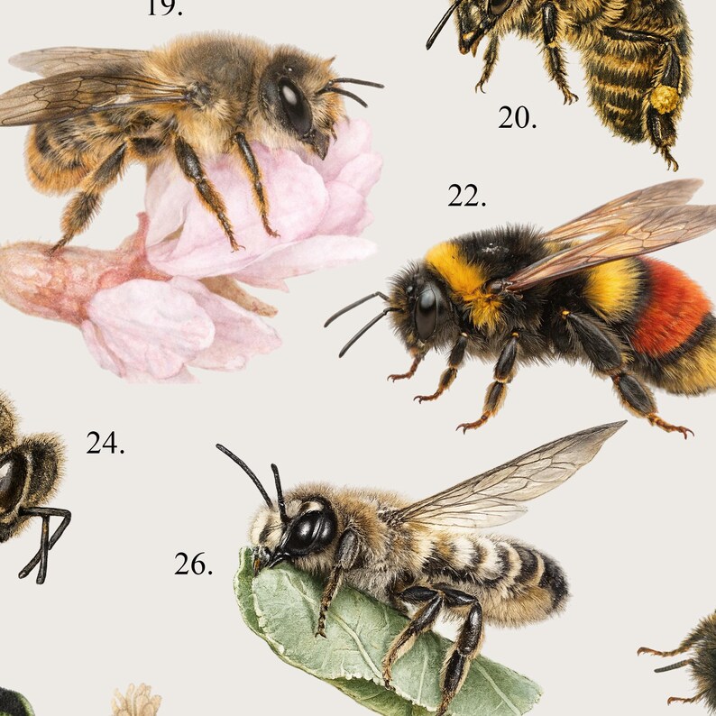 May include: A detailed illustration of various bee species. One bee rests on a pink flower, while others are shown in close-up, showcasing their wings, bodies, and intricate details. The image has a neutral background.