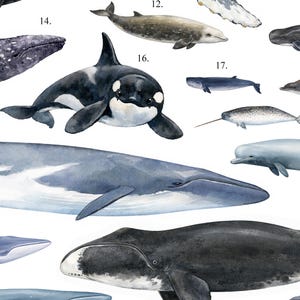 Quadro de parede com baleias – Pôster náutico com tema oceano imagem 5