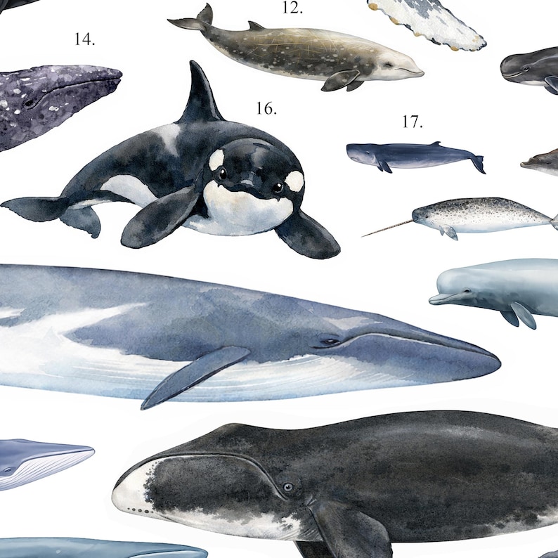 Quadro de parede com baleias – Pôster náutico com tema oceano imagem 5
