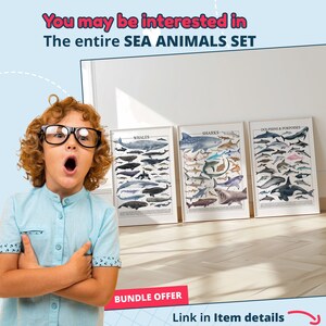 Dolphin Painting – 29 Species Scientific Poster | Marine Biology Art image 8