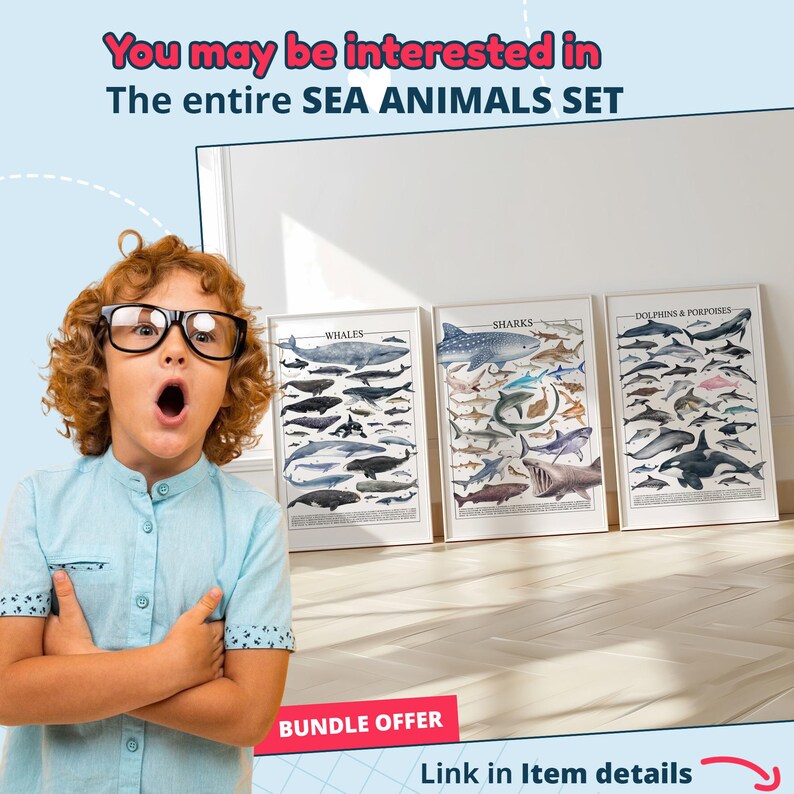 Dolphin Painting – 29 Species Scientific Poster | Marine Biology Art image 8