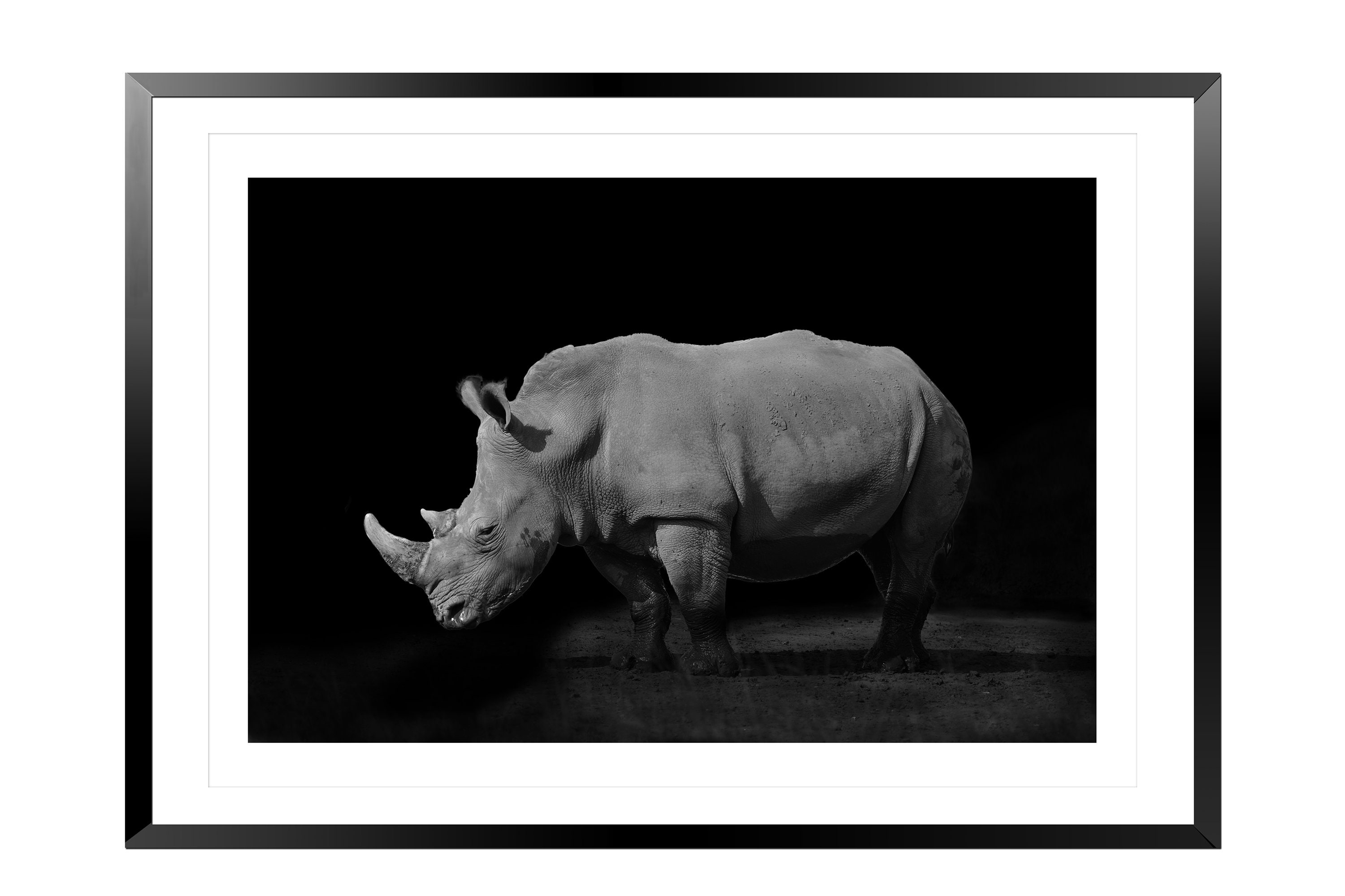 White Rhino on Black Background Wildlife Photography - Etsy Australia