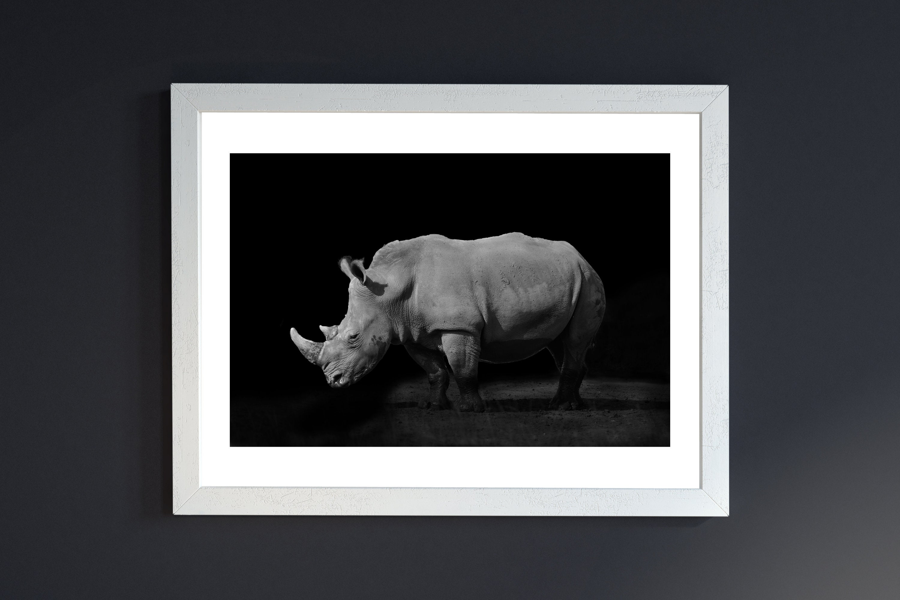 White Rhino on Black Background Wildlife Photography Printable Wall Art