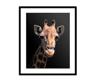 Giraffe on Black Background | Wildlife photography | Printable Wall Art | Digital Download
