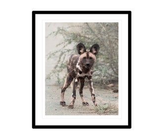 African Wild Dog Digital Print, Wildlife photography, Home Decor, Wall Art