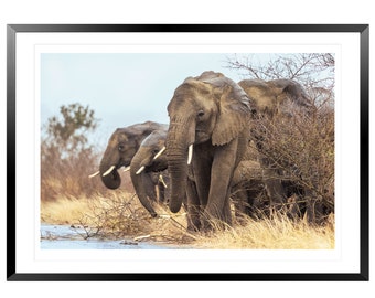 Three Elephants: Digital Print, Wildlife photography, Home Decor, Wall Art, Safari Animal Print, Elephant Lovers