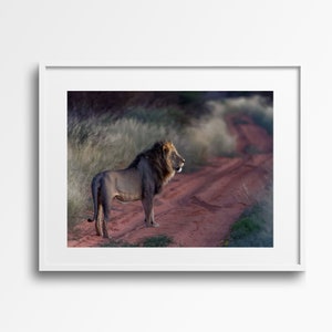Kalahari Black Maned Lion Photography Print (Digital Download)