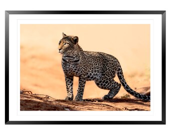 Leopard Digital Print | Wildlife photography | Home Decor | Wall Art |Safari Animal Print | Leopard Printable