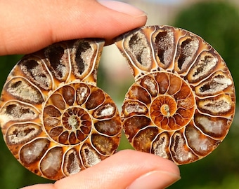 May include: Two fossilized ammonite shells, each with a spiral pattern of brown and white chambers. The shells are held together by a finger.