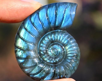 May include: A blue labradorite gemstone carved in the shape of an ammonite, a type of extinct marine mollusc.