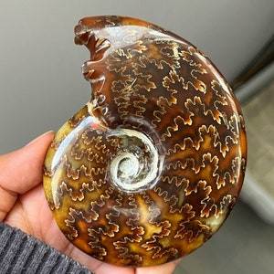 Natural Ammonite fossil conch specimen，Fossil specimen collection， Home decor，Crystal gift，Crystal healing，Random delivery