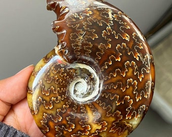 Natural Ammonite fossil conch specimen，Fossil specimen collection， Home decor，Crystal gift，Crystal healing，Random delivery