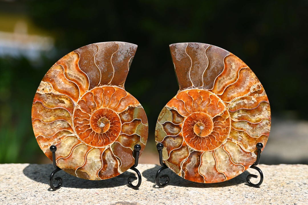 天然アンモナイト化石巻貝標本、化石標本コレクション、オウムガイ化石