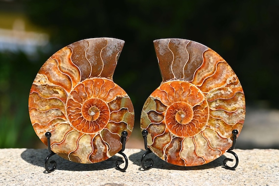 天然アンモナイト化石巻貝標本、化石標本コレクション、オウムガイ化石