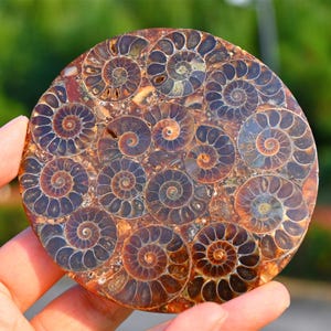 9CM Natural Ammonite Fossil shell Plate，Fossils Collection，Crystal Specimen，Crystal gift，Reiki healing