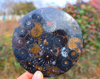 Op de afbeelding: Een ronde, gepolijste steen met talrijke gefossiliseerde ammonieten. De schelpen tonen ingewikkelde spiraalpatronen in zwart, bruin en goud, waardoor een uniek decoratief stuk ontstaat. De steen wordt in een hand gehouden.