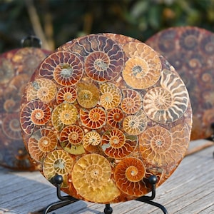 May include: Three round, decorative plates made of fossilized ammonites. The plates are brown, orange, and yellow with intricate spiral patterns. Each plate is mounted on a black metal stand.