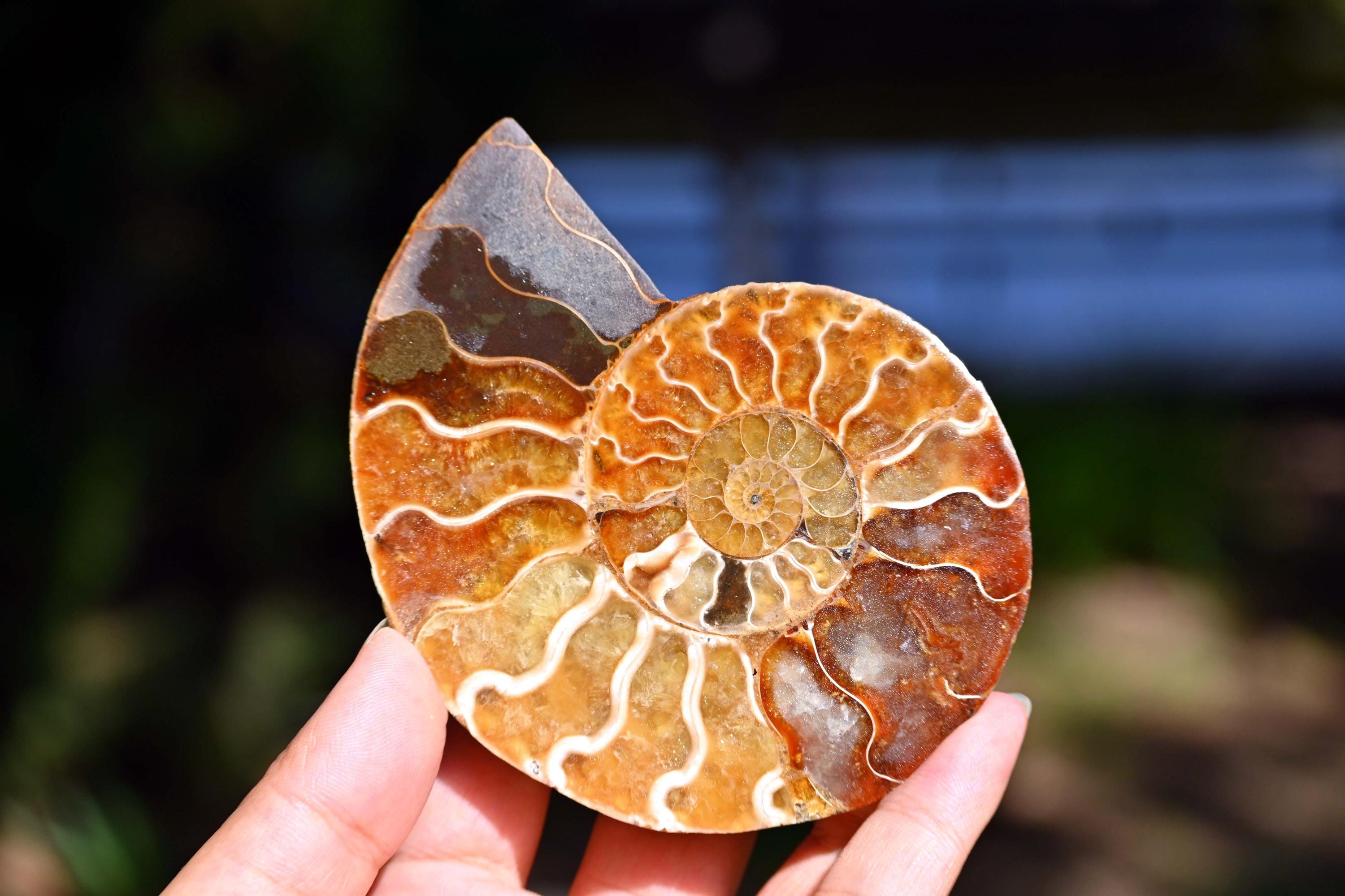 天然アンモナイト化石巻貝標本、化石標本コレクション、オウムガイ化石