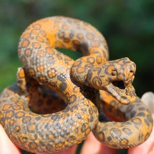 2.9&#39;&#39; Natural Leopard stone Snake，Quartz crystal snake carved，Snake figurine，Crystal ornament，Home decor，Crystal gift，Crystal healing