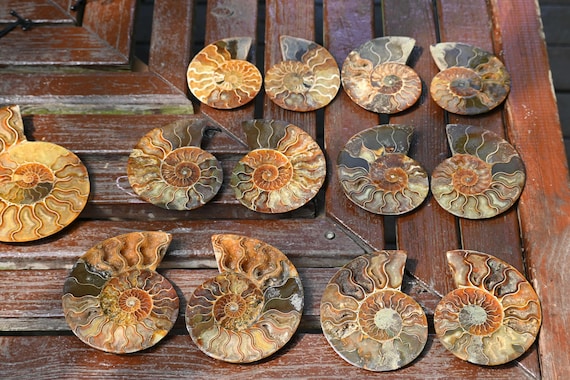 天然アンモナイト化石巻貝標本、化石標本コレクション、オウムガイ化石