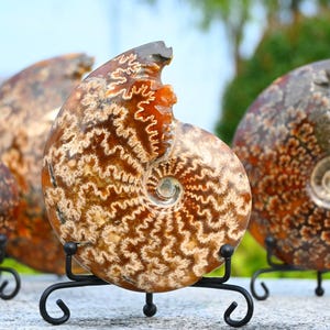 Natural Ammonite fossil conch specimen，Fossil specimen collection，Crystal ornament, Home decor，Crystal gift，Crystal healing