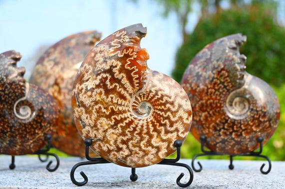Natural Ammonite fossil conch specimen，Fossil specimen collection，Crystal ornament, Home decor，Crystal gift，Crystal healing