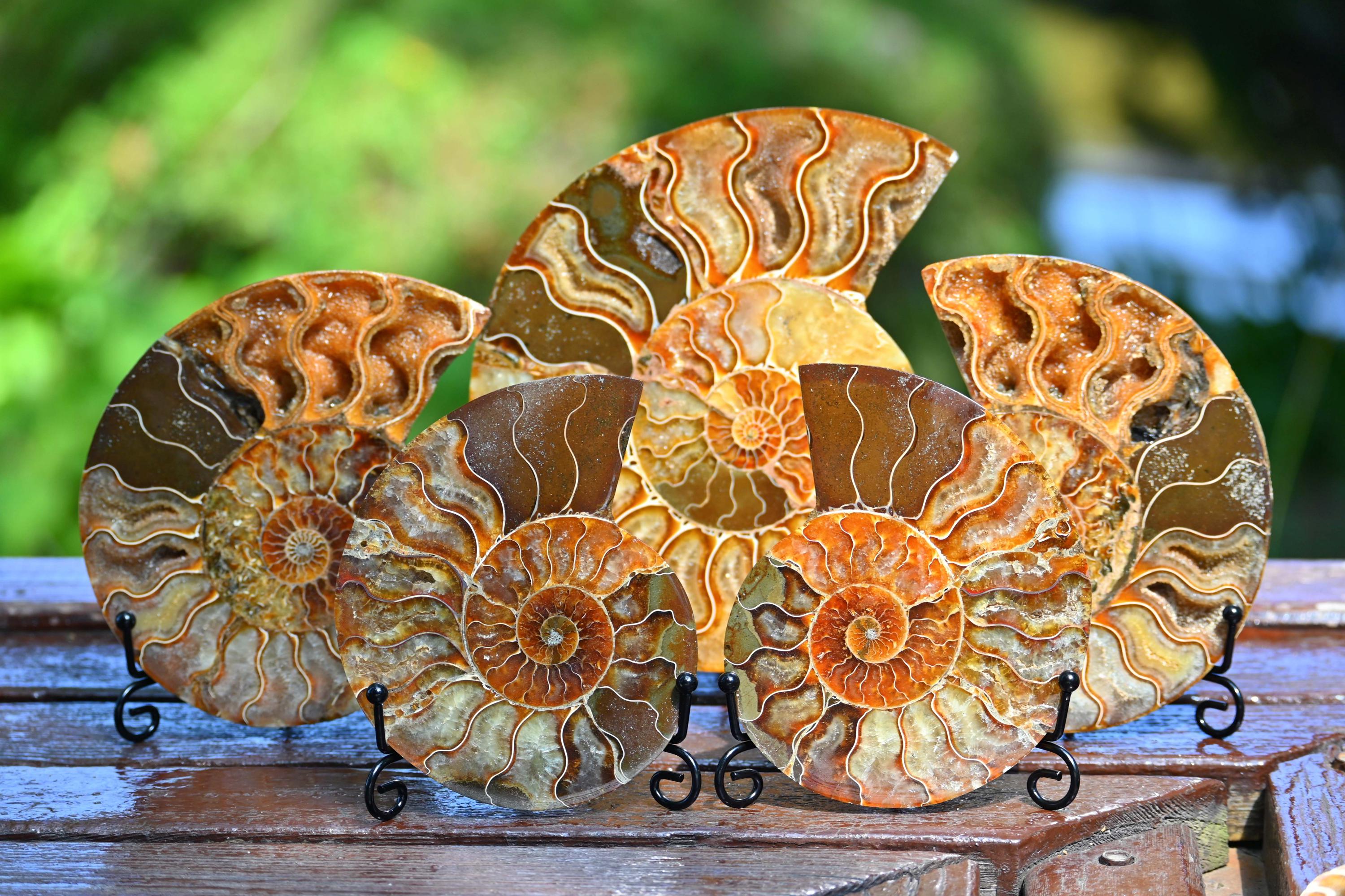 天然アンモナイト化石巻貝標本、化石標本コレクション、オウムガイ化石