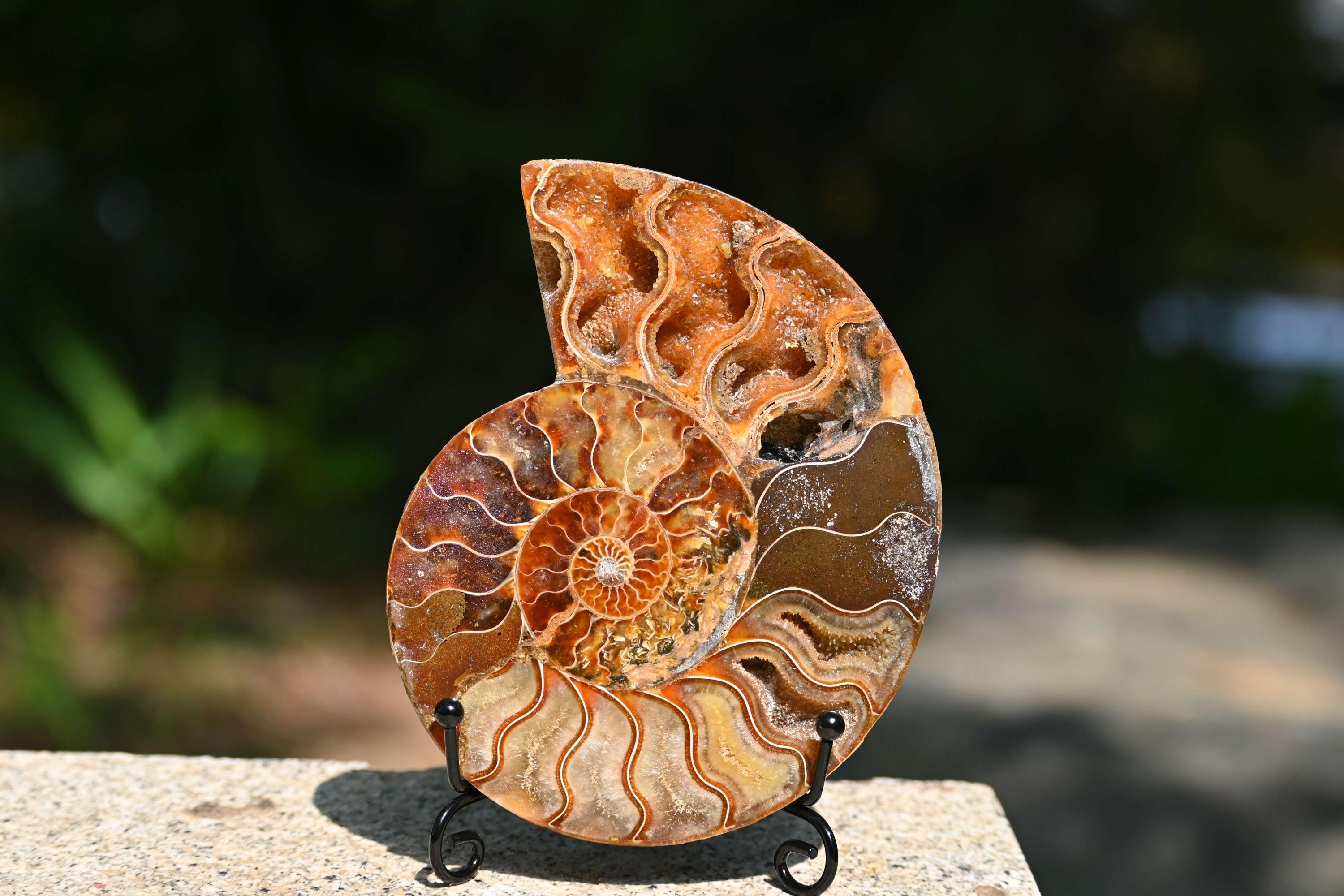 天然アンモナイト化石巻貝標本、化石標本コレクション、オウムガイ化石