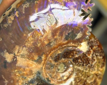 5kg+ Natural Ammonite fossil conch specimen，Fossil specimen collection， Home decor，Crystal gift，Crystal healing