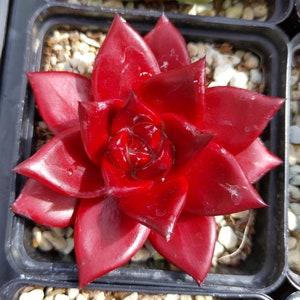 Purple agave plant - Etsy.de