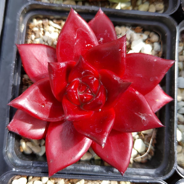 10 Seeds ECHEVERIA agavoides Romeo Rubin  Rare Succulent