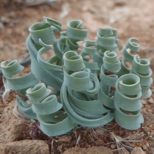 Seeds of Rare ALBUCA concordiana