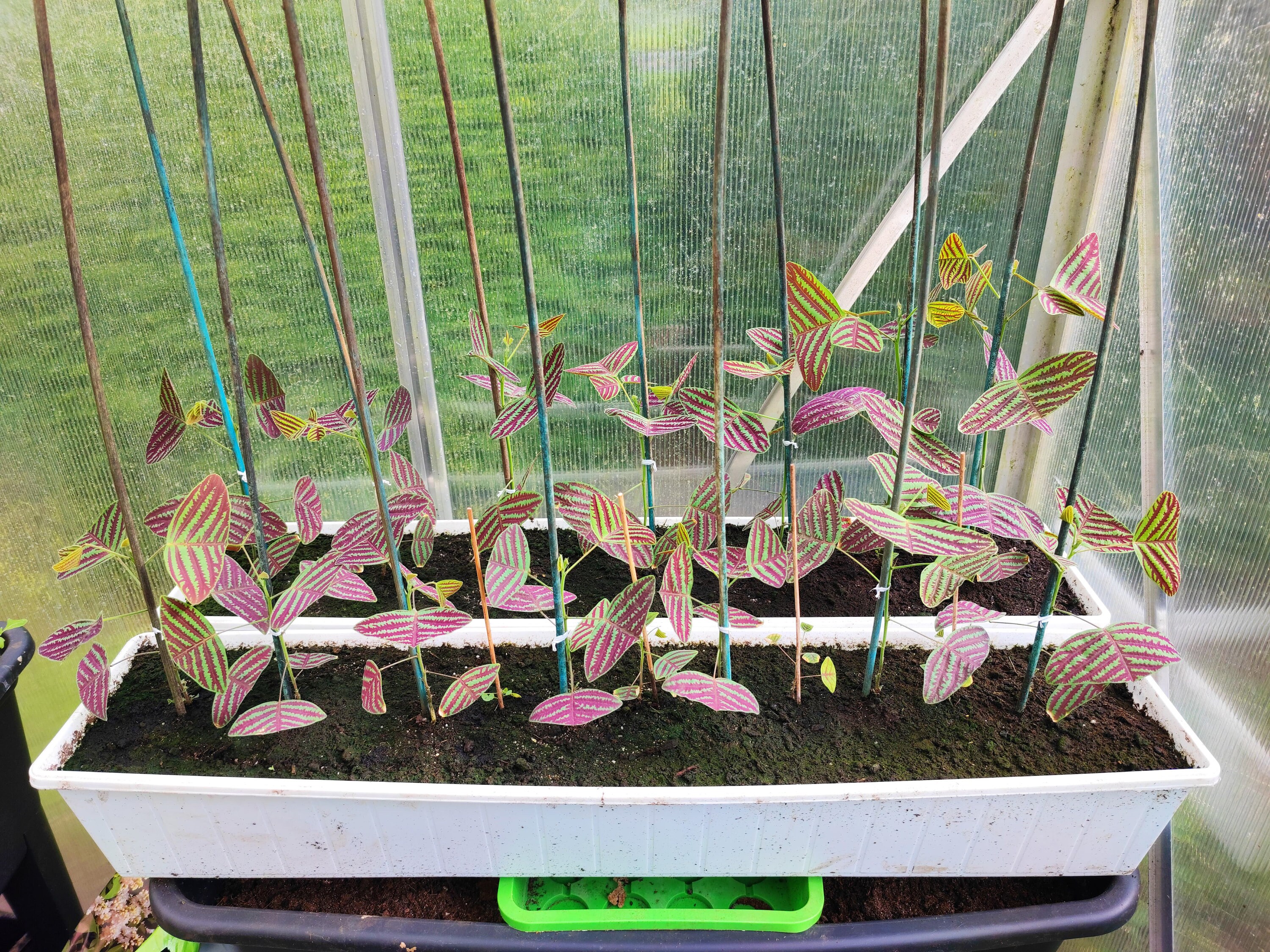 basil plant seeds Genovese Basil Seed for Planting